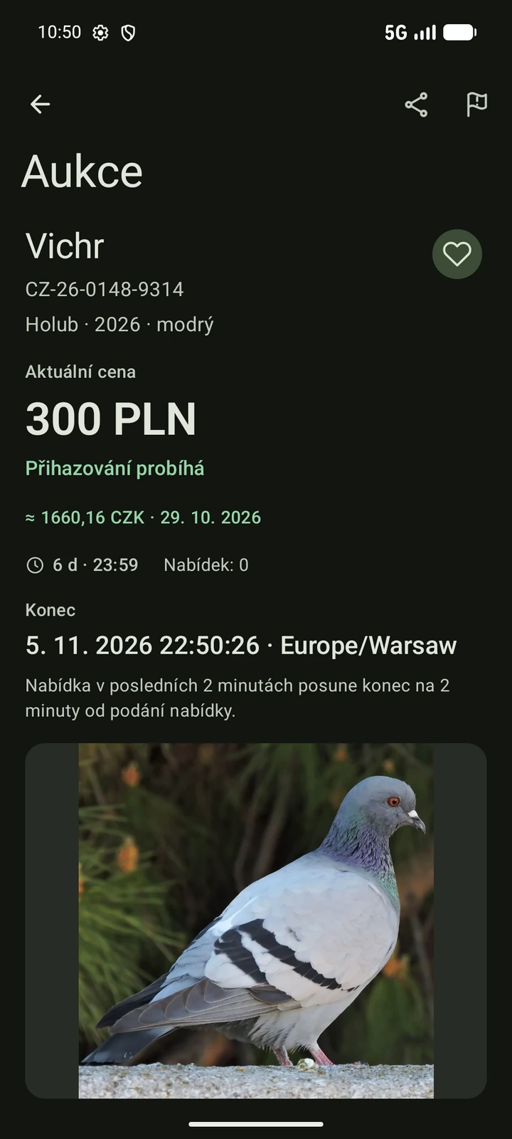 Český detail aukce PigeonTree s fotografií holuba, kroužkem a podmínkami příhozů
