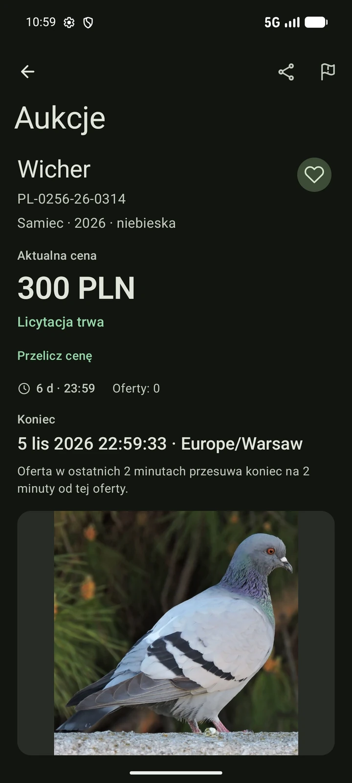 Szczegóły aukcji PigeonTree po polsku ze zdjęciem gołębia, obrączką i warunkami licytacji