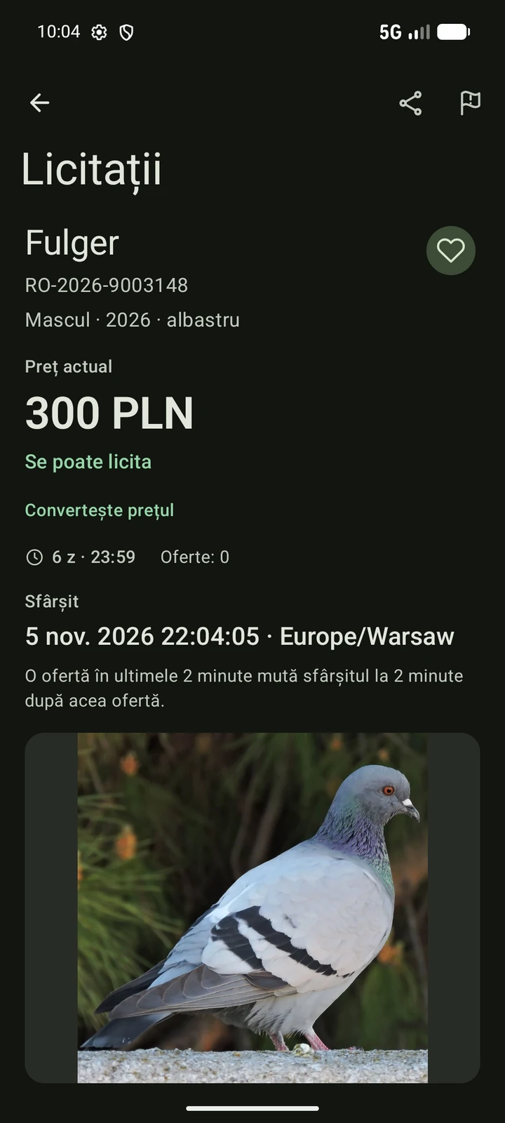 Detalii de licitație PigeonTree în română, cu fotografia porumbelului, inelul și condițiile