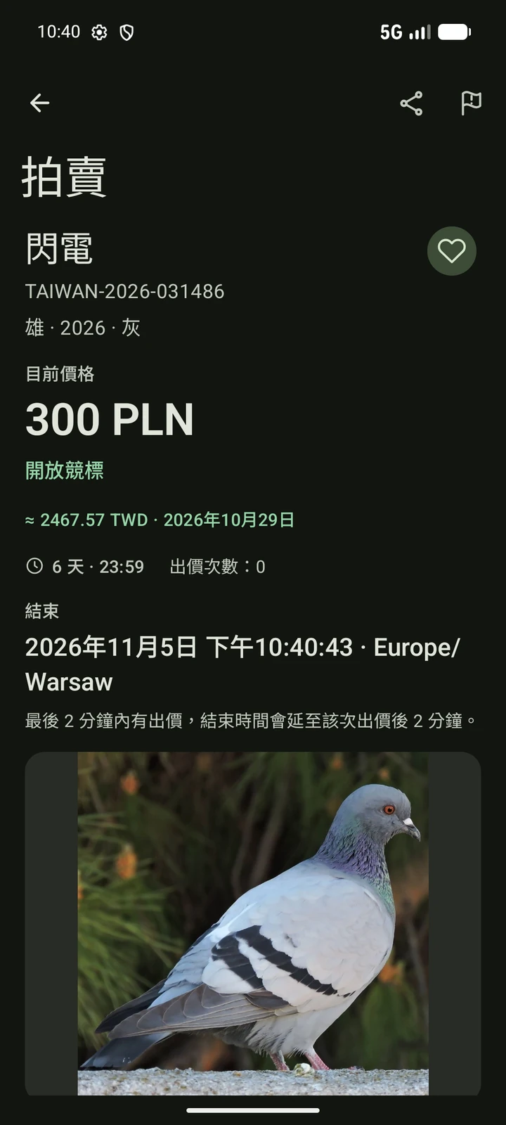 繁體中文的 PigeonTree 拍賣詳情,包含鴿隻照片、腳環號碼與出價條件